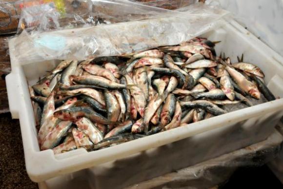 Defeso da sardinha e de peixes de água doce começa hoje no Rio de Janeiro