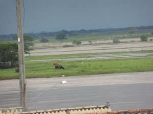 Foto: Renato Timotheo - Parahybano