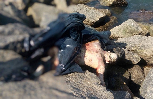 Corpo encontrado em avançado estado de decomposição no Porto do Açu, em SJB