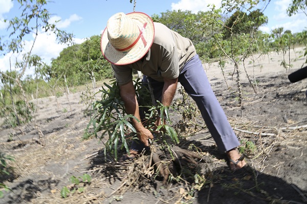 Investimentos da prefeitura no setor agrícola, em SJB