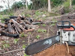 Especialistas investigam relação entre febre amarela e degradação ambiental