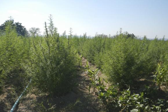 Argentina aprova uso medicinal da maconha