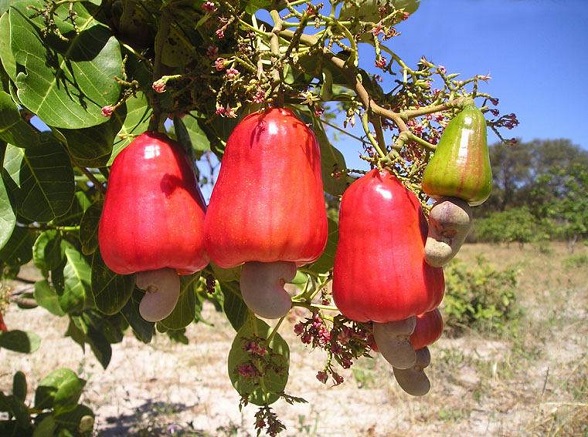 Produção de caju é destaque em São João da Barra