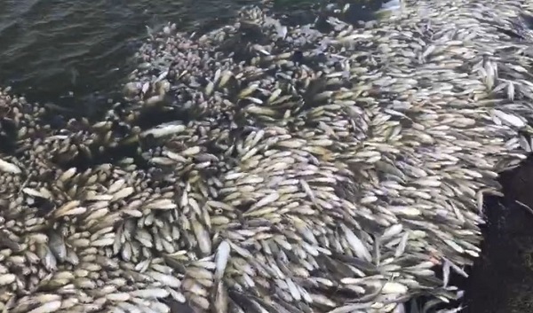 Nova mortandade de peixes na lagoa de Iquipari, em SJB – Assista ao vídeo