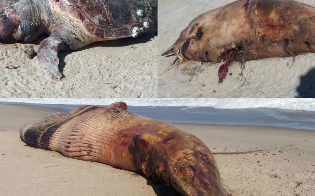 Baleia, dois botos e tartaruga são achados mortos em Quissamã