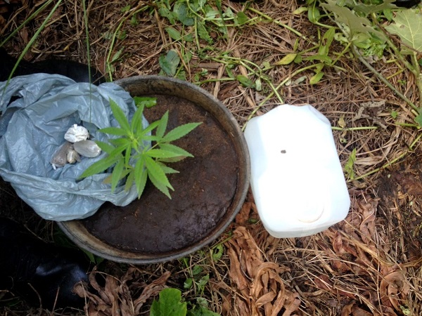 Polícia encontra plantação de maconha próximo ao Ministério Público em SJB