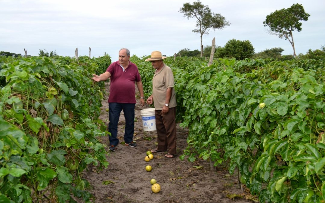 Produção de maracujá ganha espaço em SJB