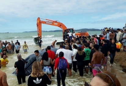 Moradores devolvem ao mar filhote de baleia encalhada em praia de Búzios
