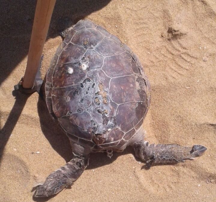 Filhote de tartaruga encontrado morto em Grussaí