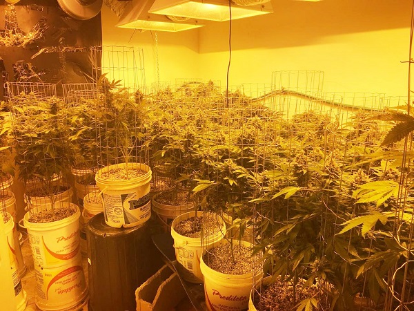 Dois detidos com plantação de maconha