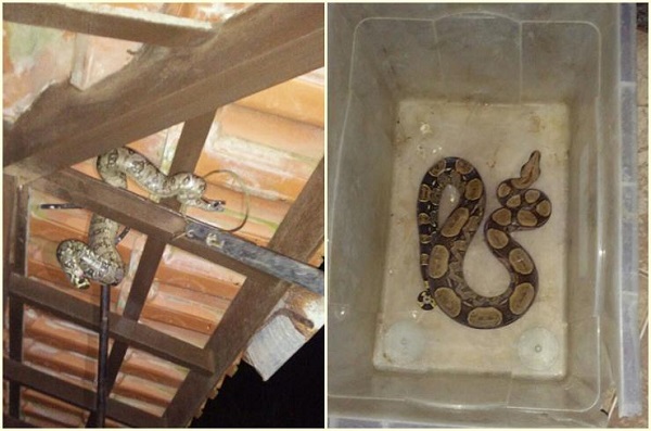 Mulher acorda e encontra jiboia no telhado