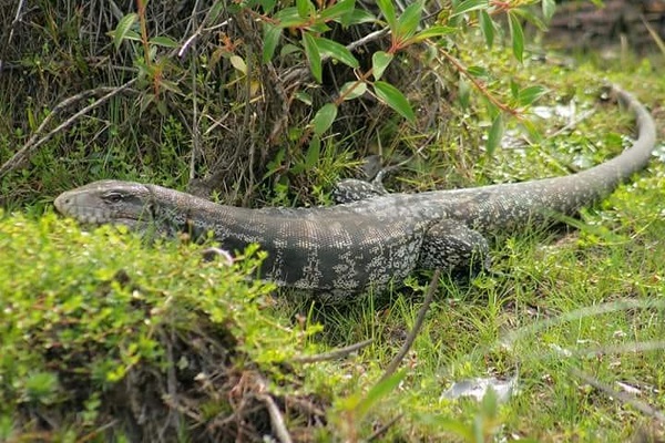 Mulher encontra lagarto de um metro em cima do motor do carro