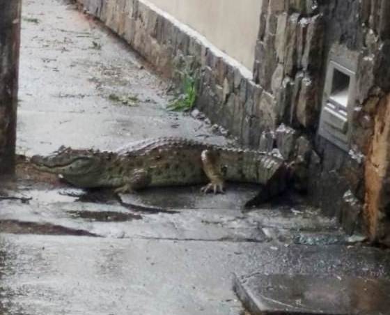 Jacaré é encontrado por moradores em rua de Campos