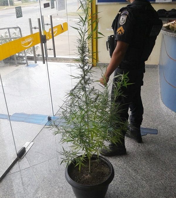 Jovem detido com pé de maconha dentro de residência em SJB
