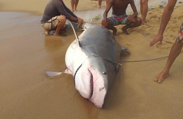 Tubarão é retirado do mar após ser preso em rede de pesca na praia do Açu