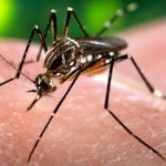 Casos de chikungunya crescem e de dengue caem em 2021, diz ministério
