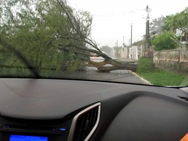 Temporal causa queda de árvores, destelhamento de casas e alagamentos em SJB