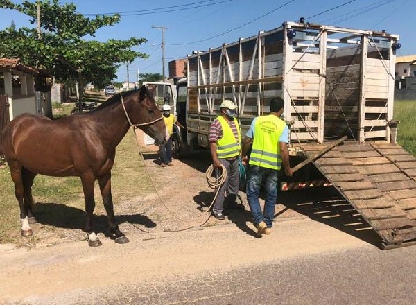 SJB: mais de mil animais apreendidos pela Correição
