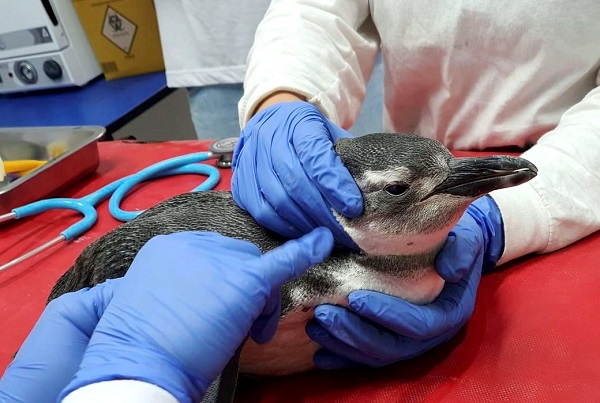 Petrobras resgatou este ano 3.084 pinguins nas praias brasileiras