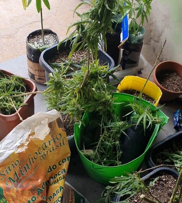 Homem preso com plantação de maconha dentro de casa em SJB