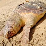 Tartaruga encontrada morta em Atafona