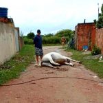 Cavalo morre após ser atingido por fio de alta tensão em SJB