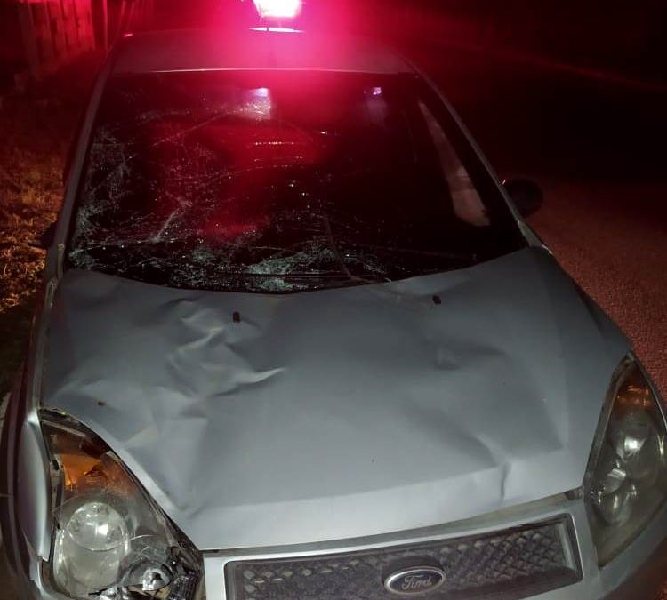 Cavalo solto morre após ser atropelado por carro em SJB