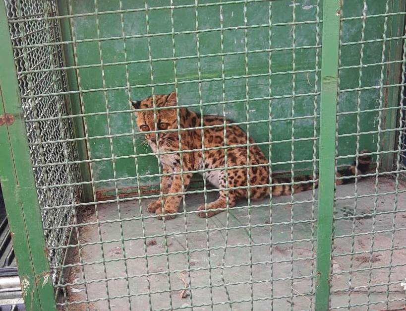Jaguatirica é capturada após comer cabeças de galinhas em Campos