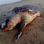 Tartaruga é encontrada morta em Atafona