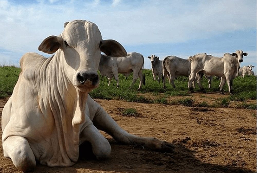 Ministério confirma casos de vaca louca em Mato Grosso e Minas Gerais