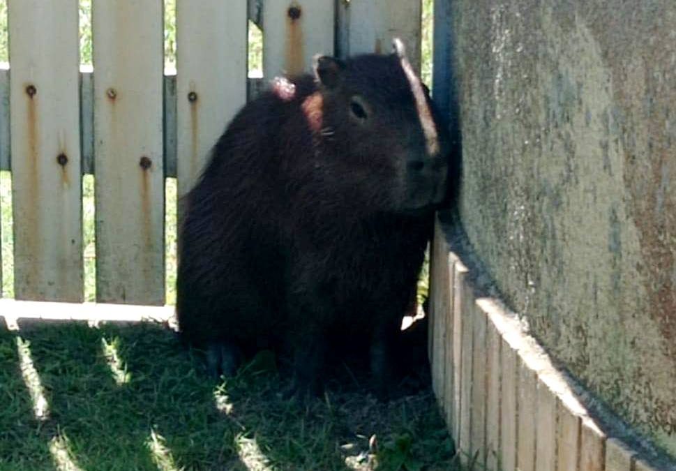 Capivara é capturada em SJB