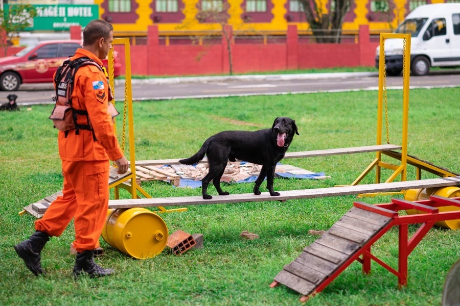 Cães do Corpo de Bombeiros recebem 17 certificações de buscas e resgates