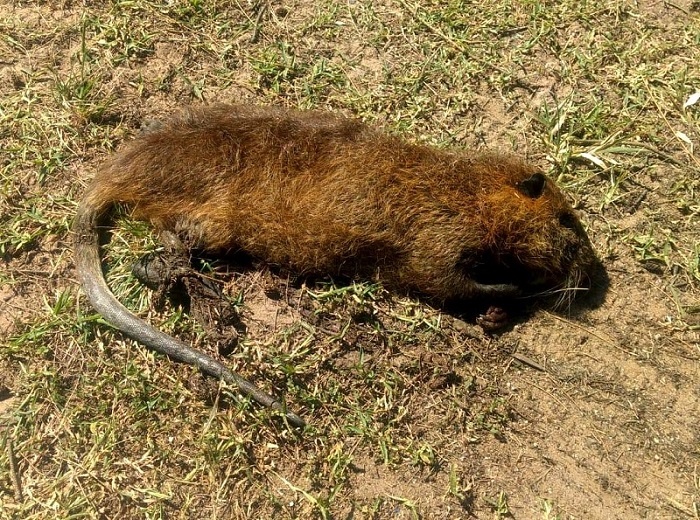 Ratão do banhado é capturado pelo IAT, mas o roedor deu muito