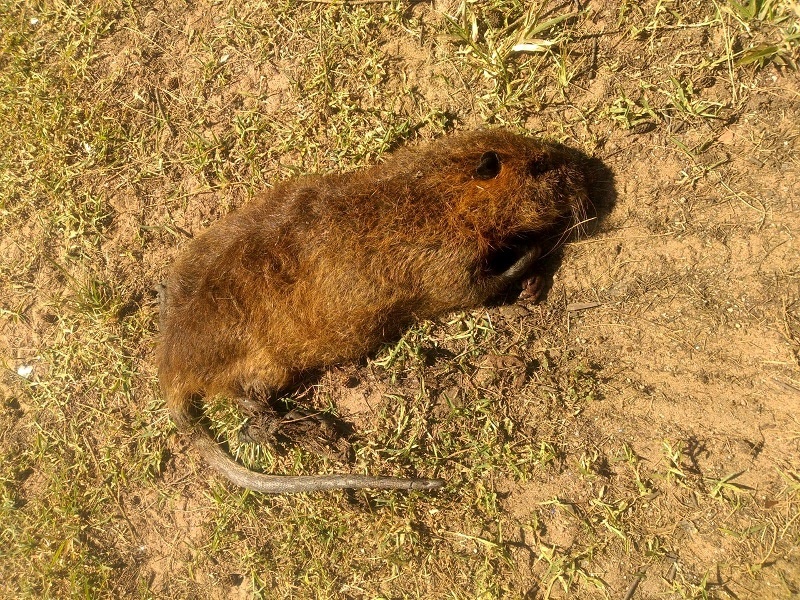 Rato banhado é encontrado no centro de Ibiporã 