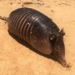 Boi, tatu e lagarto são encontrados mortos em praias de SJB