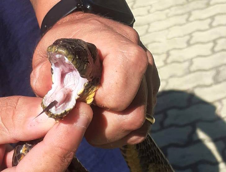 Serpente é capturada em Atafona