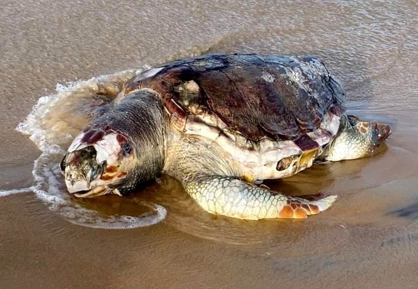 Tartaruga é encontrada morta na praia do Açu