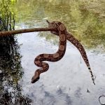 Ratão-do-banhado e cobra são capturados pelo Grupamento Ambiental de SJB