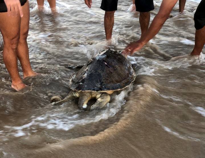 Banhistas encontram tartaruga morta na praia de Grussaí