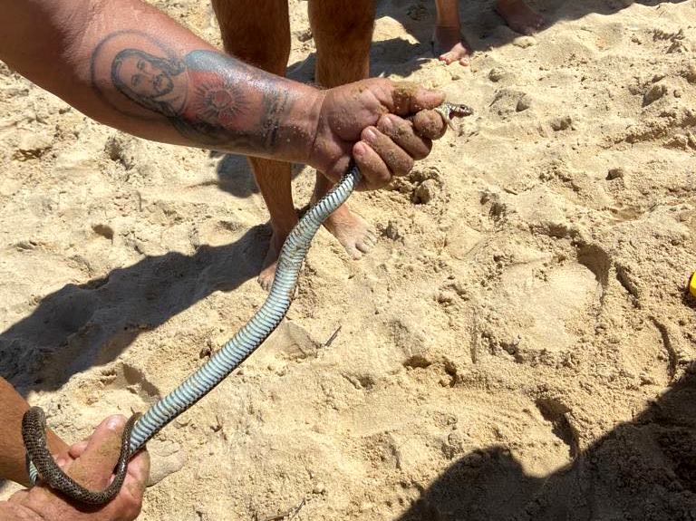 Cobra é capturada por banhistas na praia de Grussaí