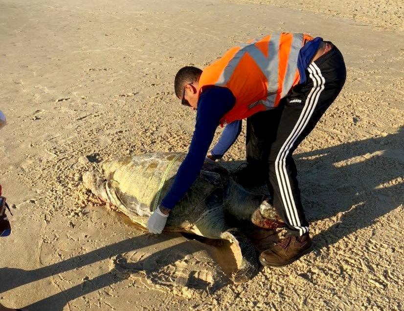 Mais uma tartaruga é encontrada morta em Grussaí