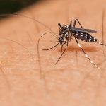 Rio de Janeiro registra aumento de 11% nos casos de dengue neste ano