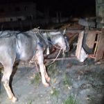 PM recupera cavalos furtados de sítio em SJB