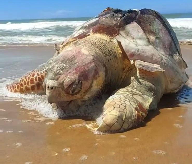 Tartaruga encontrada morta na praia de Atafona
