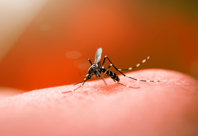 Brasil ultrapassa 500 mortes por dengue em 2022