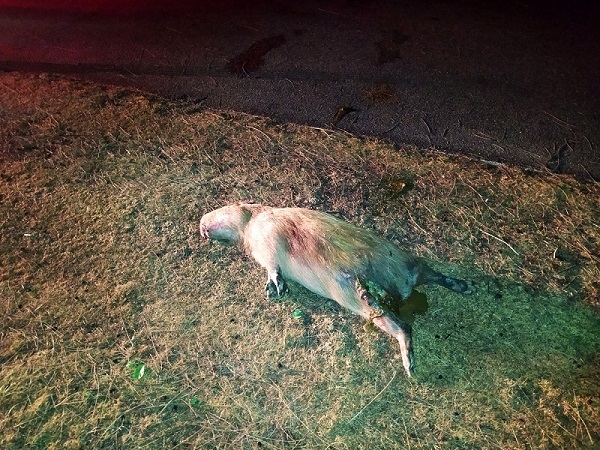Capivara é encontrada morta em SJB
