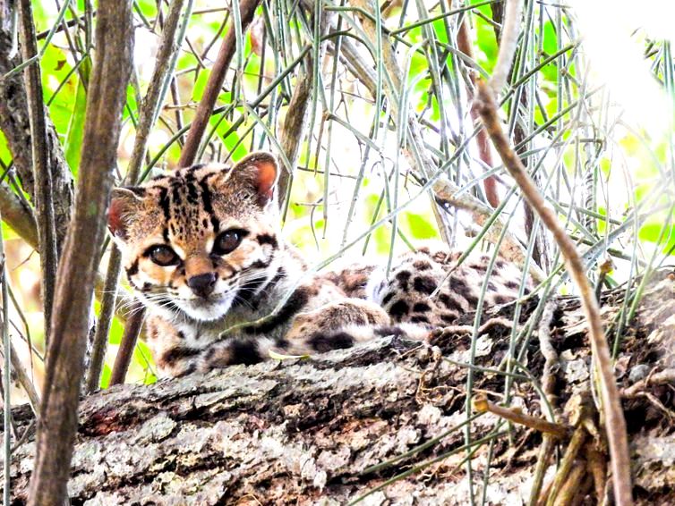 Espécie rara de felino ameaçada de extinção é avistada no norte do RJ