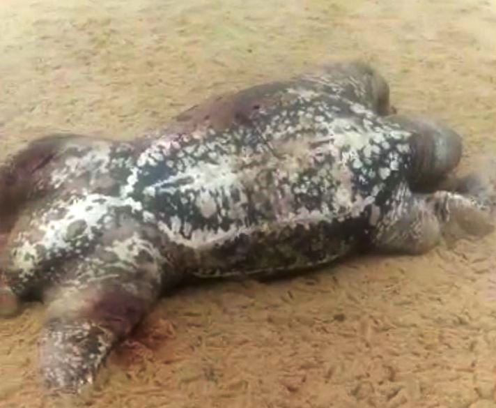 Vídeo – Tartaruga-gigante aparece morta na praia do Açu