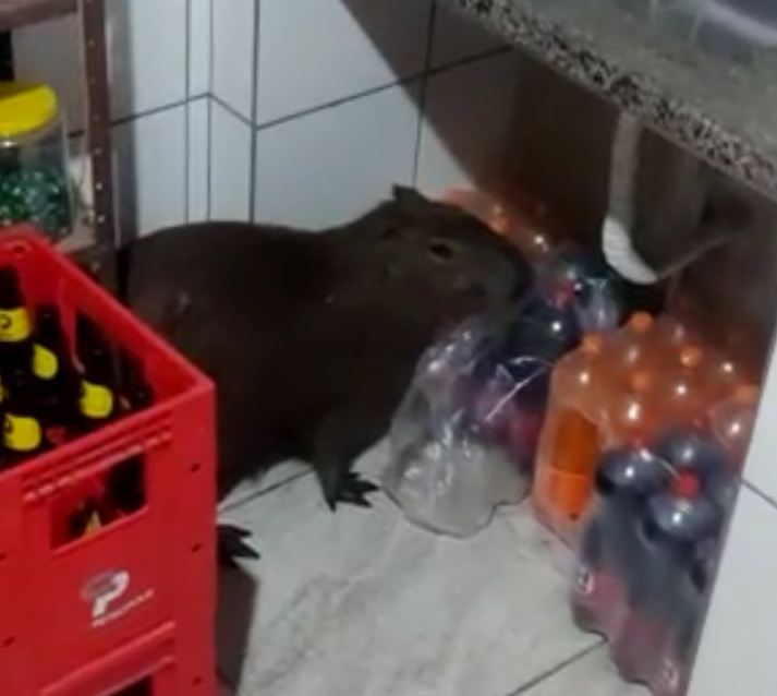 Vídeo: Capivara entra em bar e é capturada em SJB