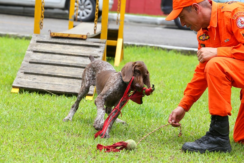 Corpo de Bombeiros forma condutores de cães de busca para atuar em desastres